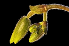 EHO_021570