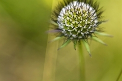 EHO_024474