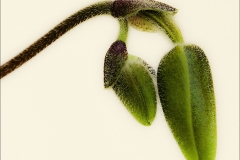 EHO_026276_III