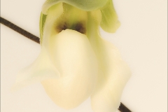 EHO_026287_III